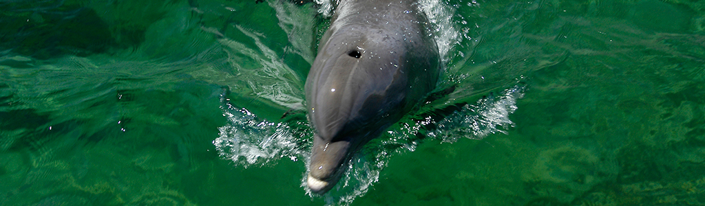 dolphins 1_031.jpg